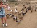 Especial Familias en el Delta del Ebro - Actividad o excursión por el delta del Ebro | Aturebre
