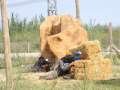 Paintball en el Delta del Ebro
