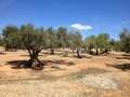 Rustic finca with old stone farmhouse with its own well