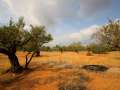 Finca rústica amb antiga masia de pedra amb pou propi