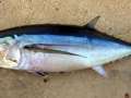 SPINING ATUN, BONITO,BACORETA - Actividad o excursión por el delta del Ebro | Aturebre
