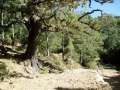 Ruta Senderista de la Foradada (Montaña del Montsià)