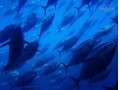 Catamaran Tour + Bathroom with tuna + Bluefin tuna tasting and 1 drink
